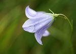 Campanula Rotundifolia